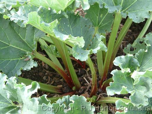 Rhubarb green stems 